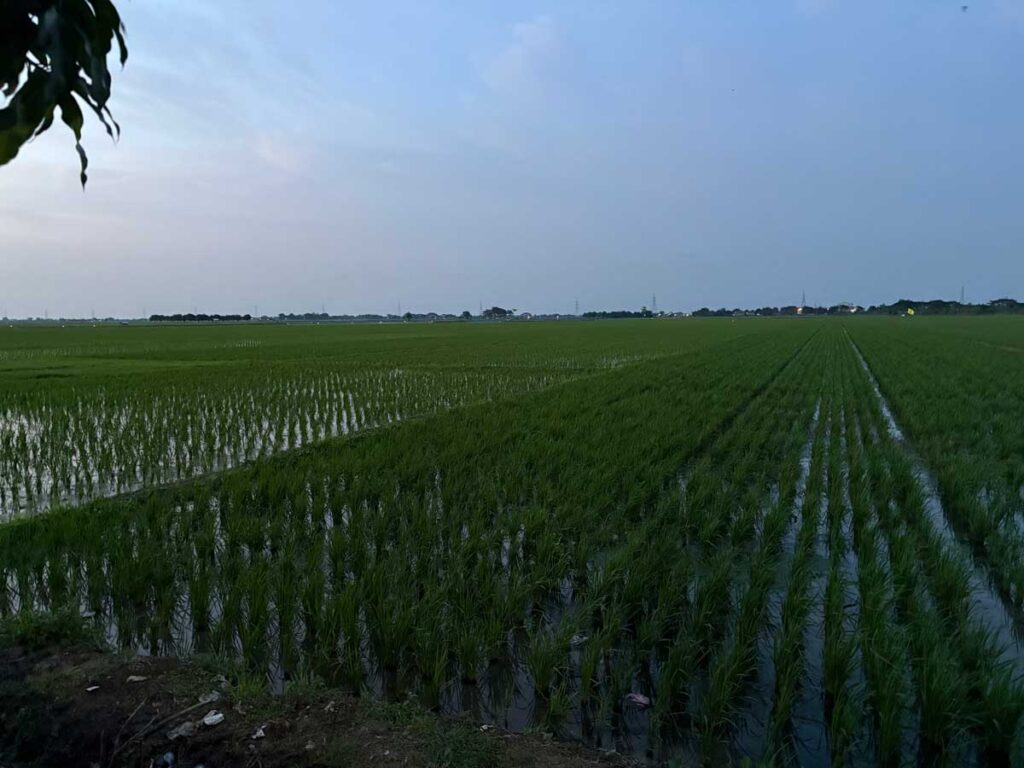 夕景の田んぼ