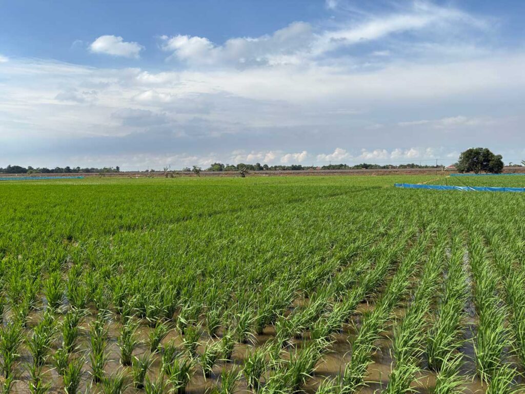 インドラマユは有数の米どころ。奥の青いビニールが通電柵